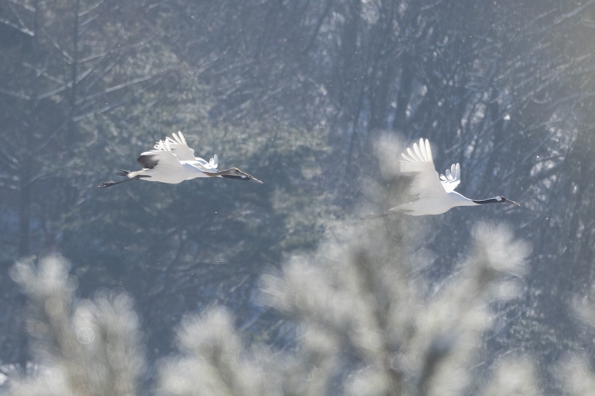 Red-crowned Crane - ML620544432