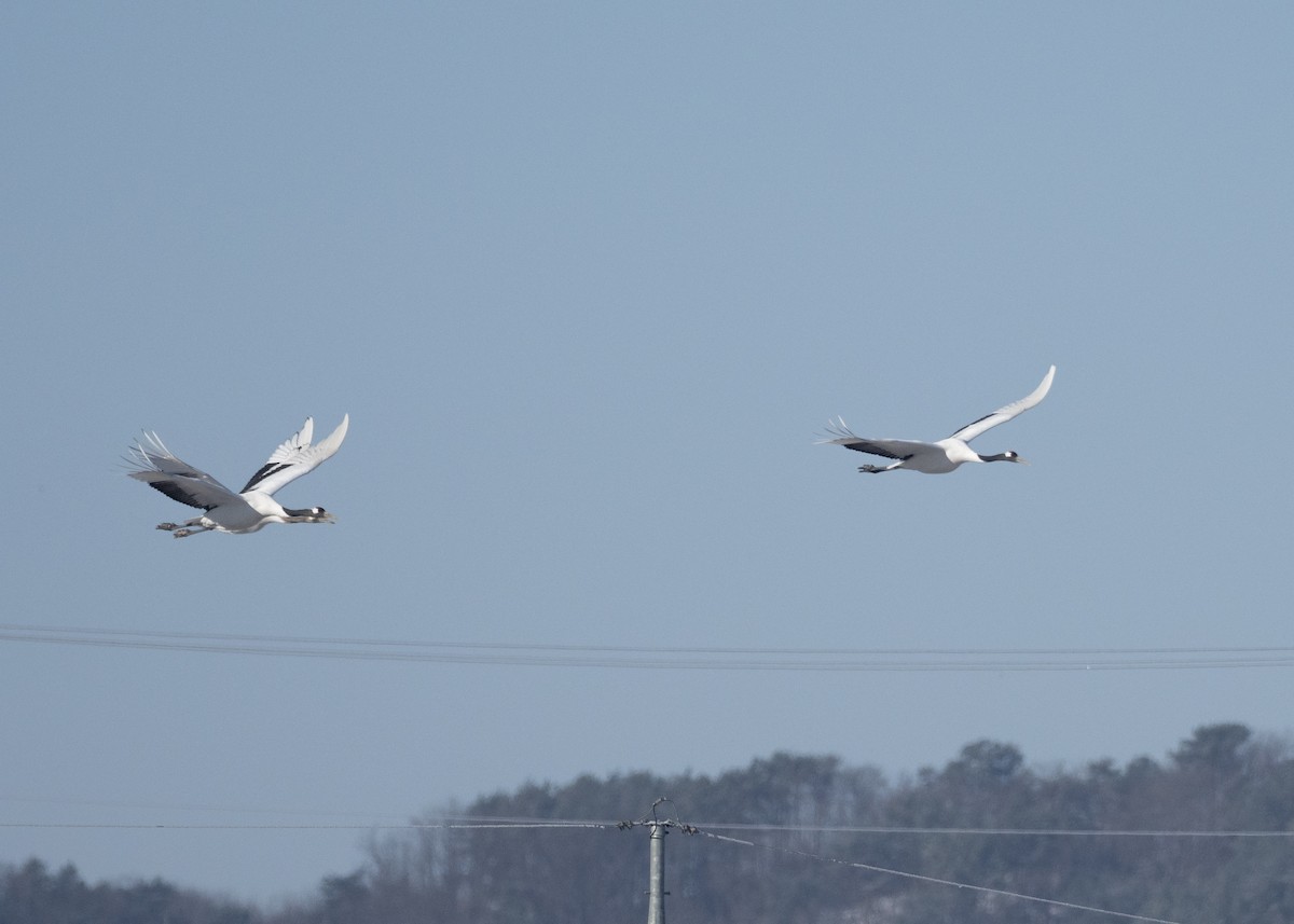 Red-crowned Crane - ML620544433