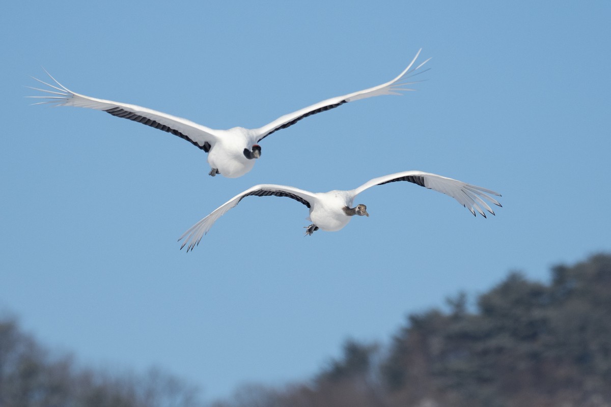 Red-crowned Crane - ML620544434