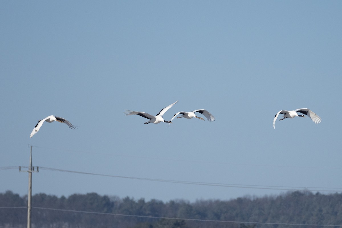 Red-crowned Crane - ML620544435