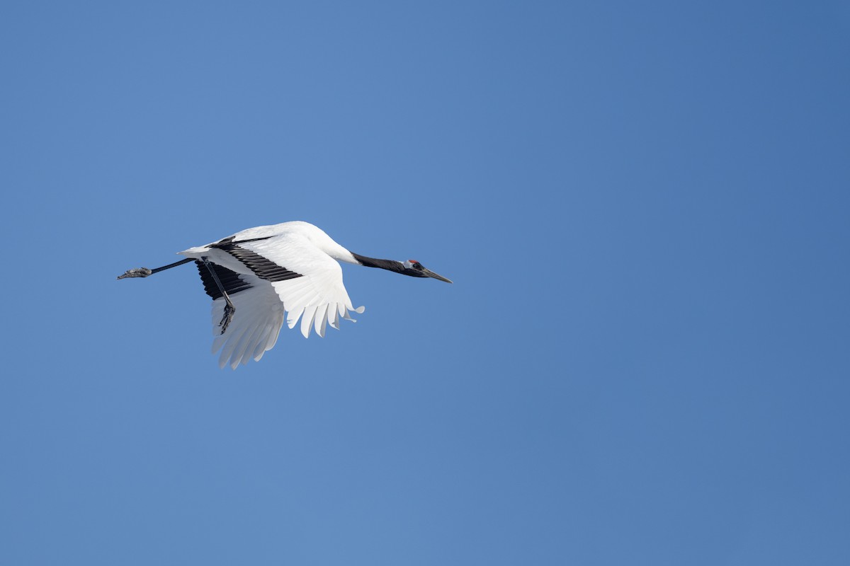 Red-crowned Crane - ML620544437