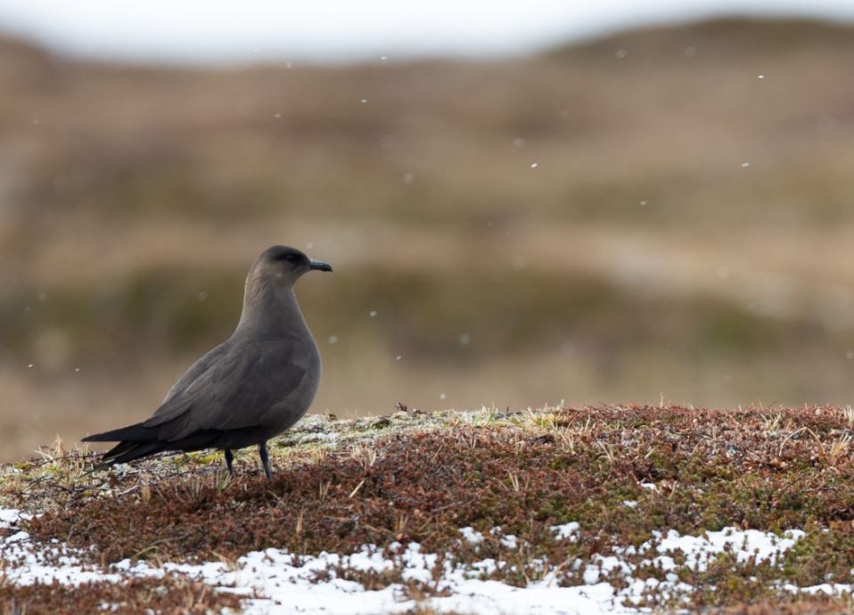 Parasitic Jaeger - ML620544438