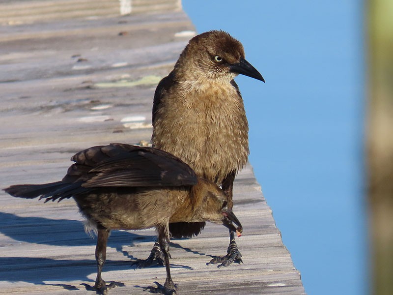 Boat-tailed Grackle - ML620544442