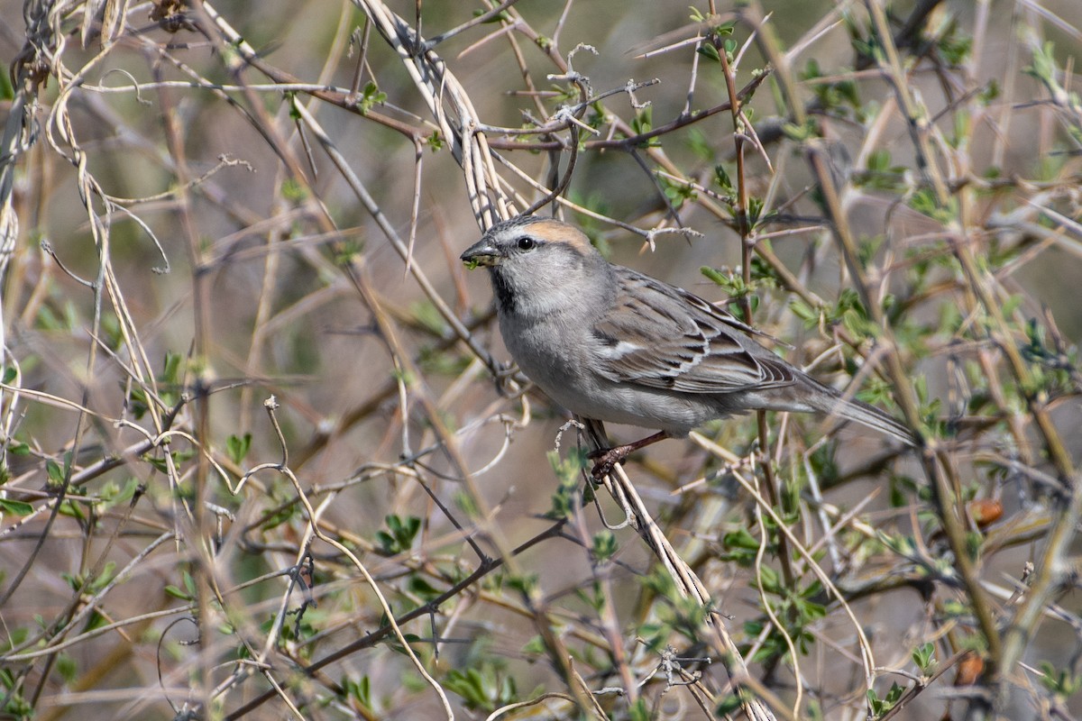 Saxaul Sparrow - Grigory Evtukh