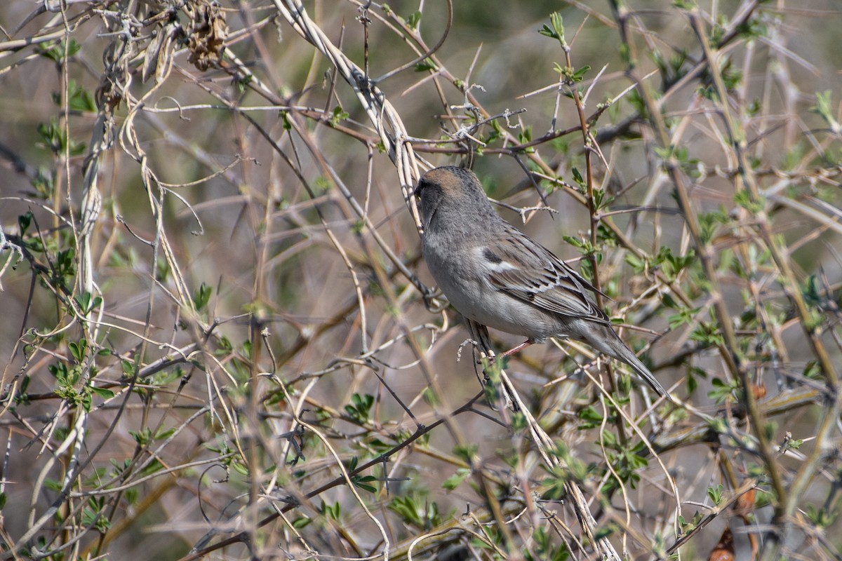 Saxaul Sparrow - Grigory Evtukh