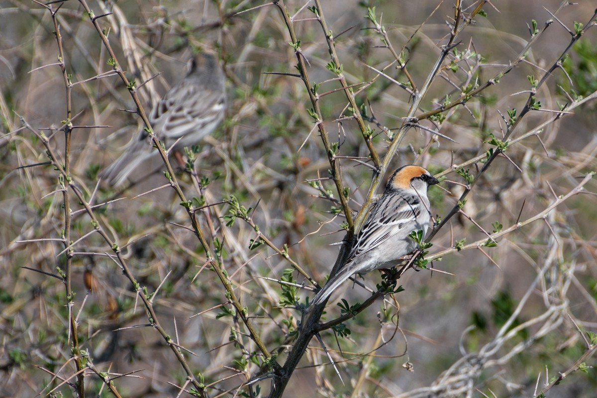 Saxaul Sparrow - ML620544457