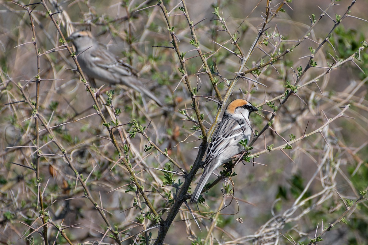 Saxaul Sparrow - ML620544462