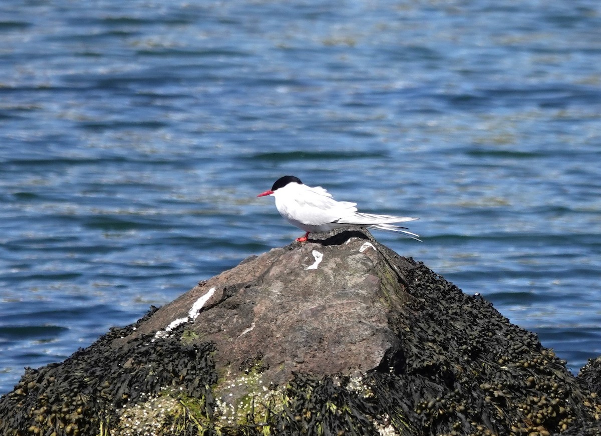 Arctic Tern - ML620544467