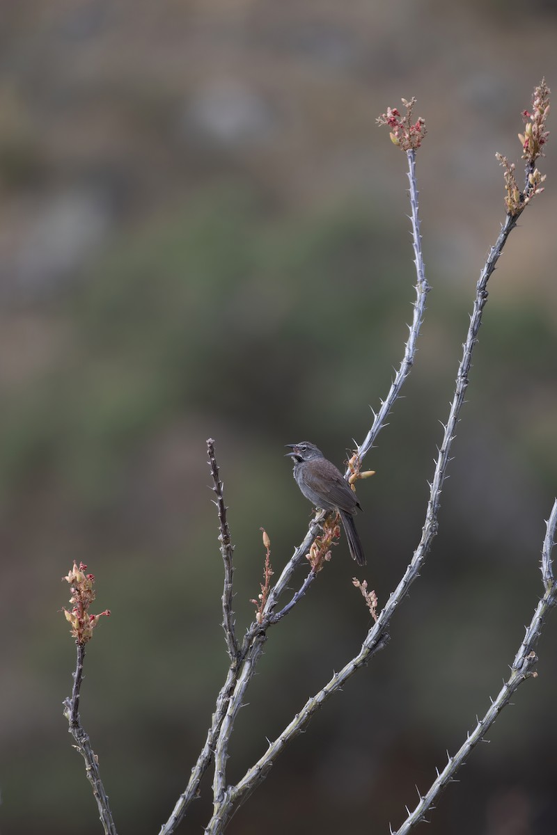 Five-striped Sparrow - ML620544471