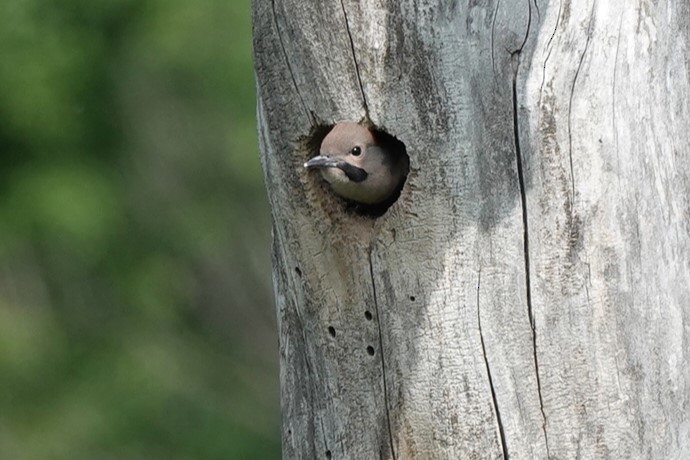 Northern Flicker (Yellow-shafted) - ML620544473