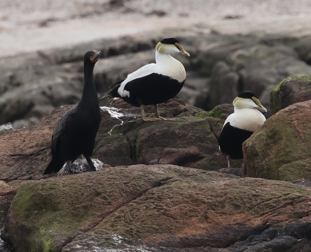 Common Eider - ML620544485