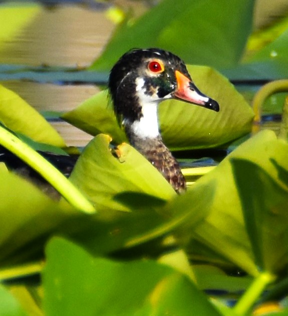 Wood Duck - ML620544488