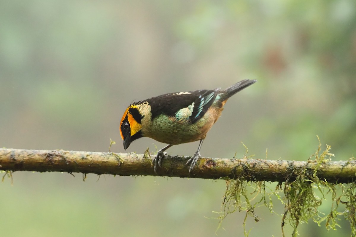 Flame-faced Tanager - ML620544491