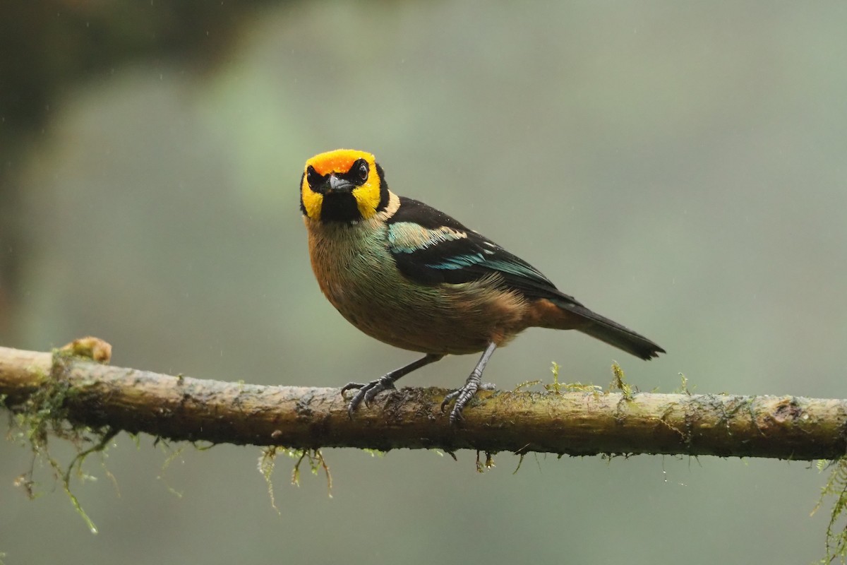 Flame-faced Tanager - ML620544492