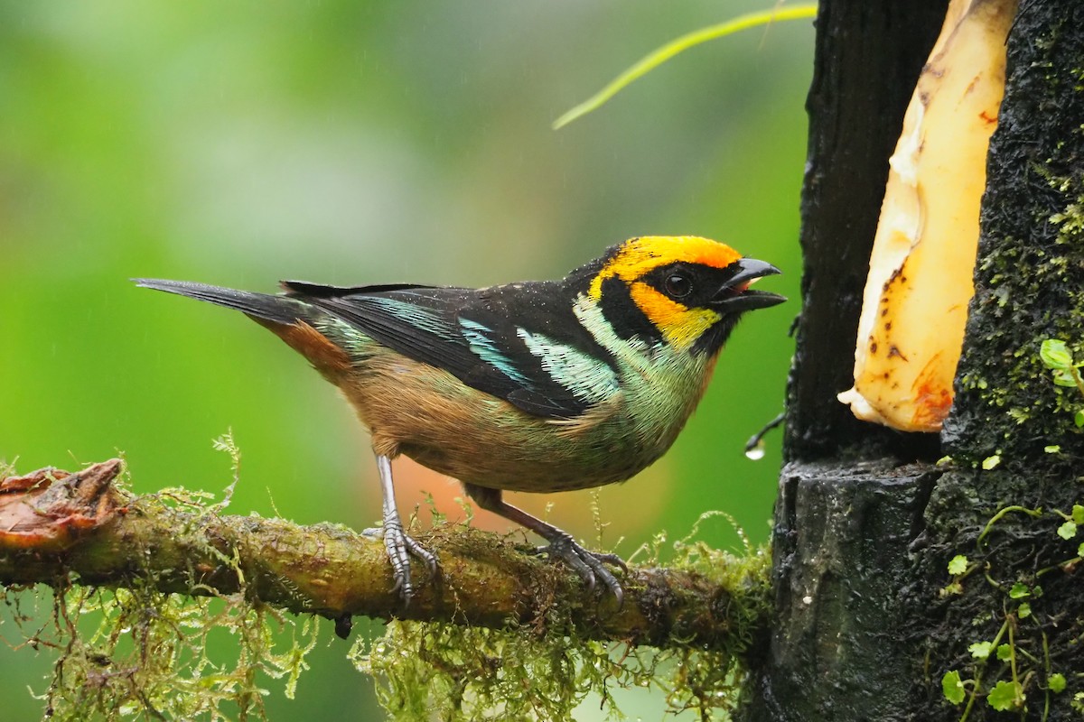Flame-faced Tanager - ML620544493