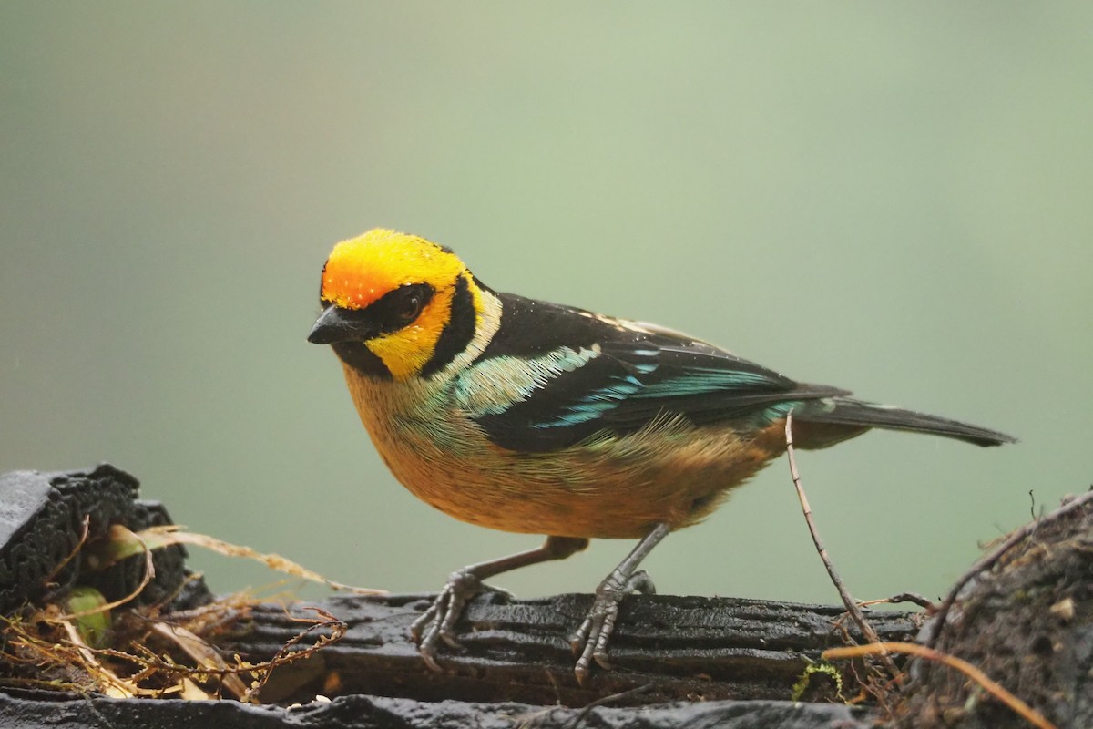 Flame-faced Tanager - ML620544494