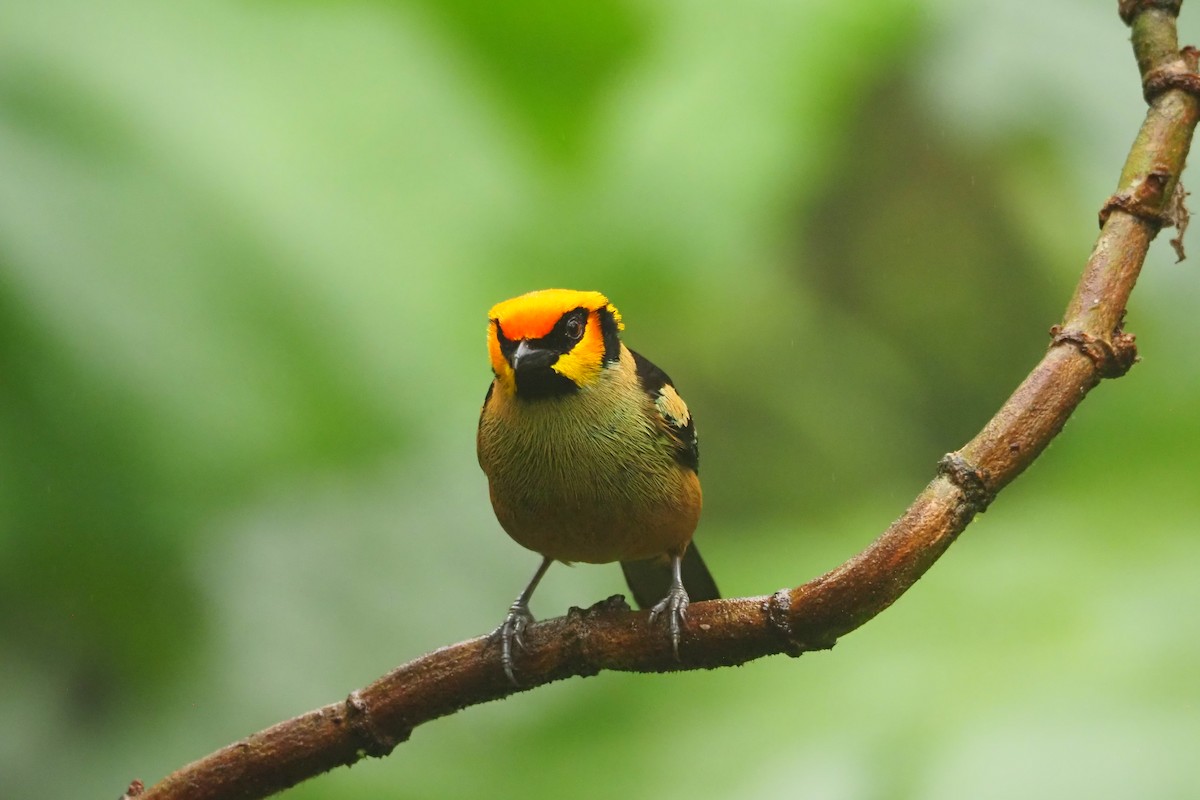 Flame-faced Tanager - ML620544495