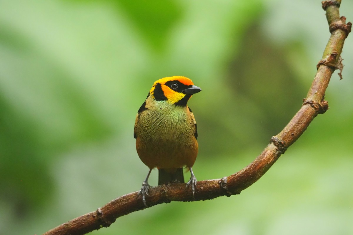 Flame-faced Tanager - ML620544496