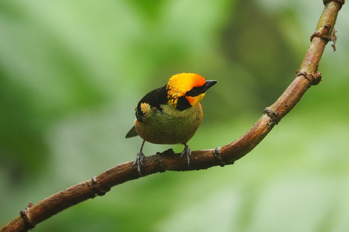 Flame-faced Tanager - ML620544497