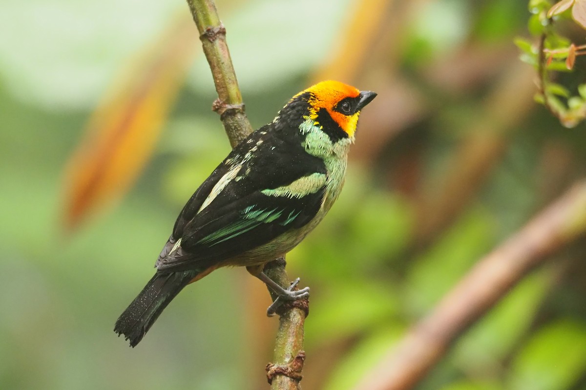 Flame-faced Tanager - ML620544498