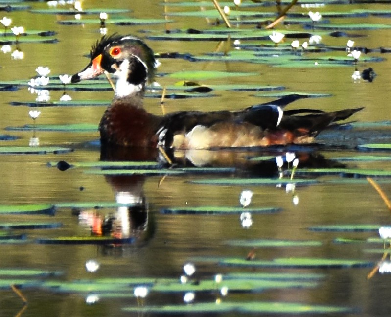 Wood Duck - ML620544501