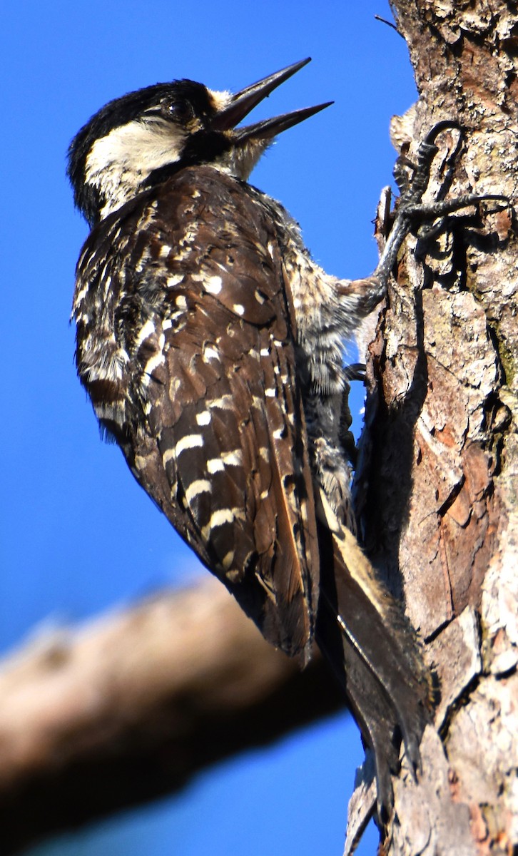 Red-cockaded Woodpecker - ML620544504