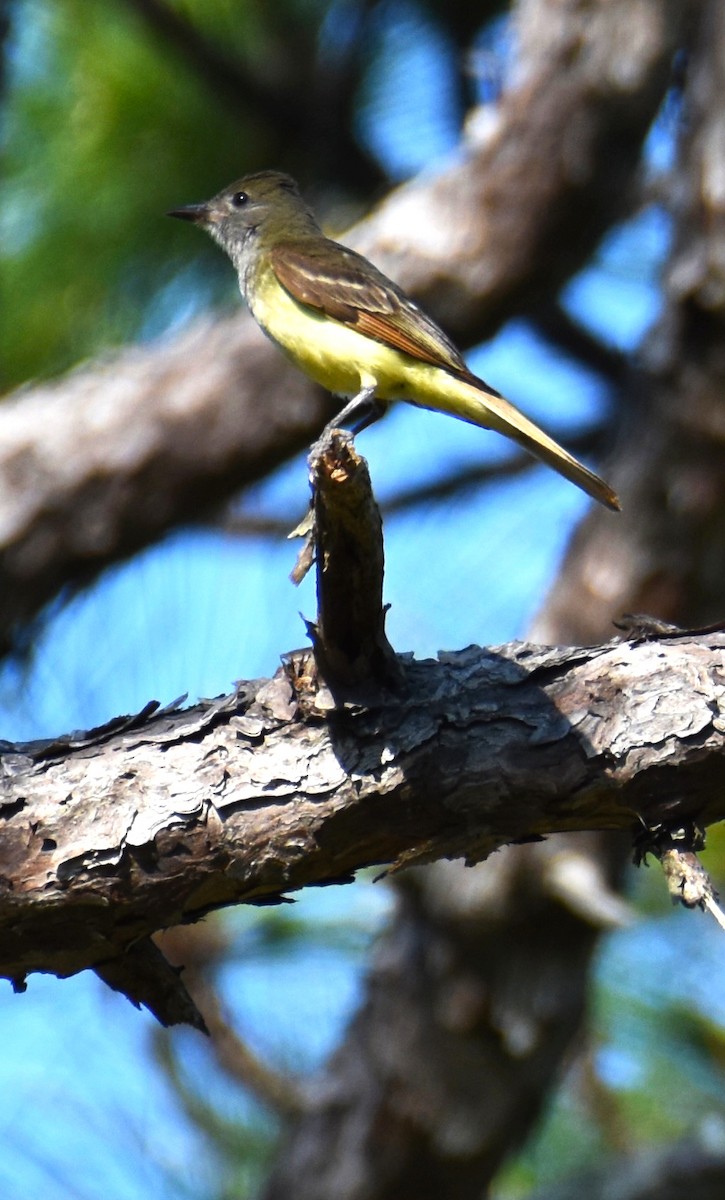 Great Crested Flycatcher - ML620544509