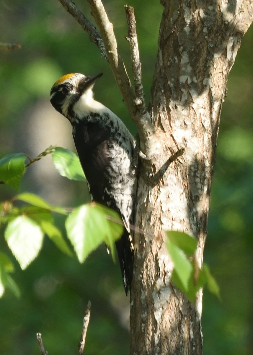 Eurasian Three-toed Woodpecker - ML620544516