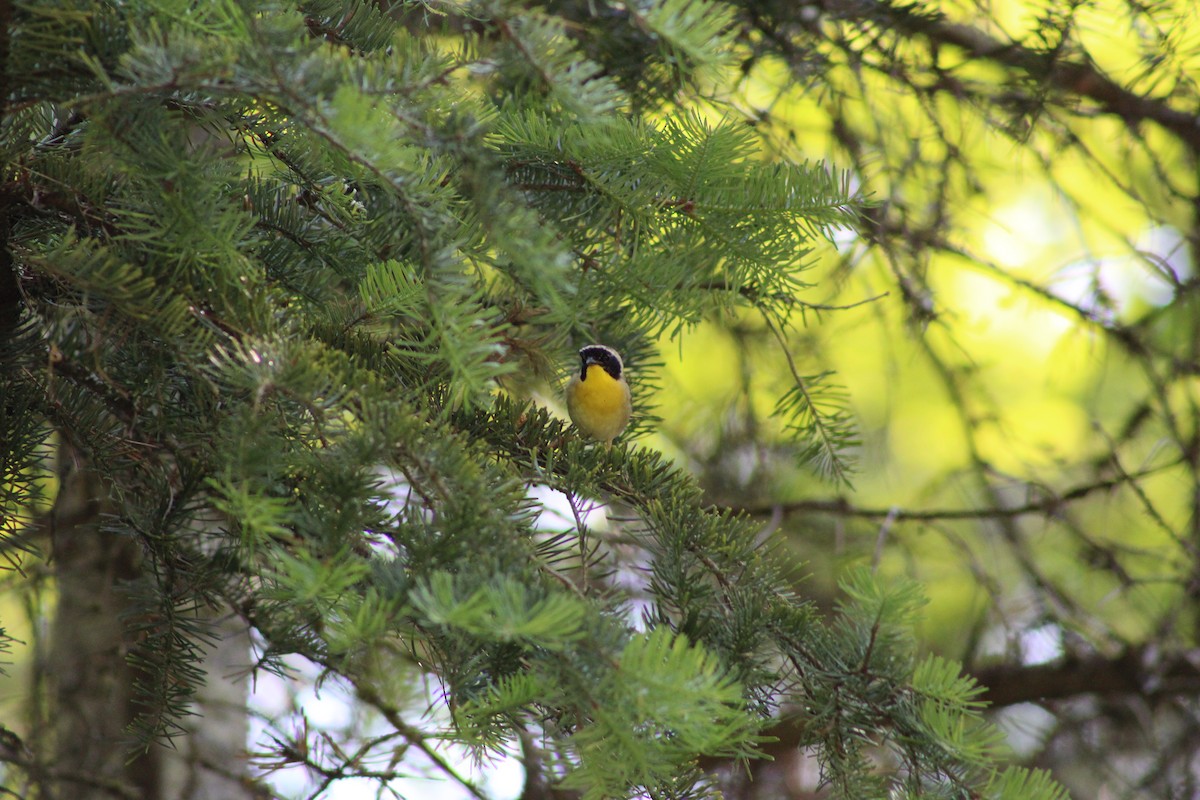 Common Yellowthroat - ML620544525