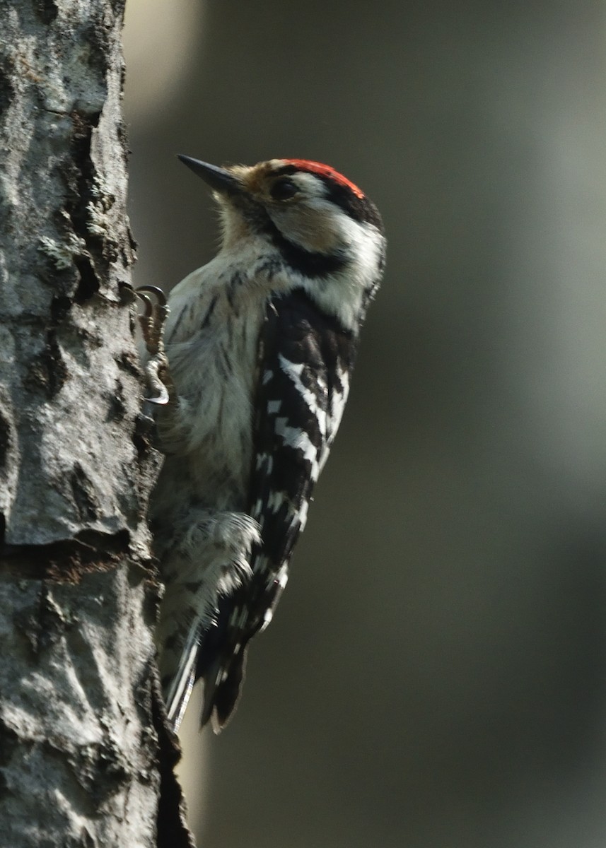 Lesser Spotted Woodpecker - ML620544528