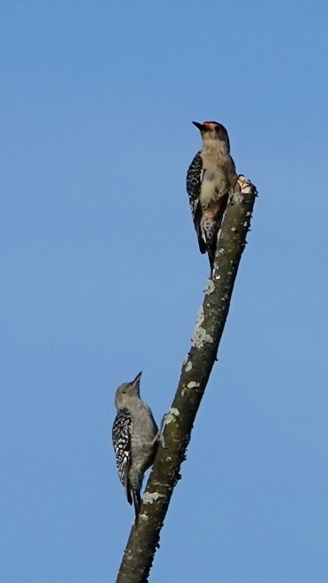 Red-bellied Woodpecker - ML620544529