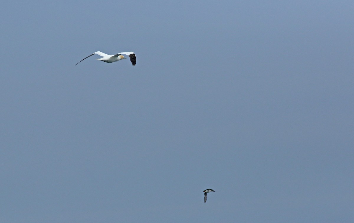 Northern Gannet - ML620544530