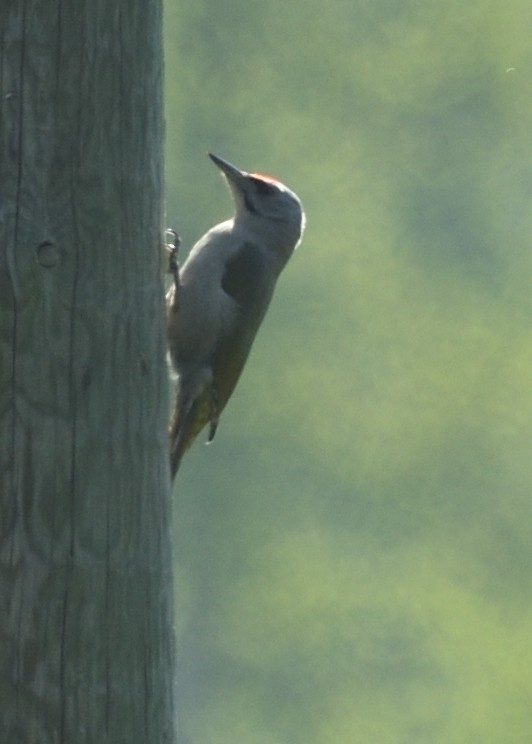 Gray-headed Woodpecker - ML620544532