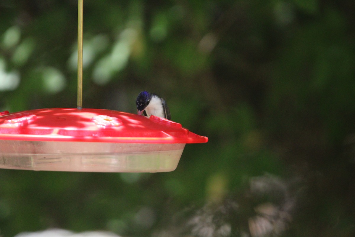 Violet-crowned Hummingbird - ML620544536