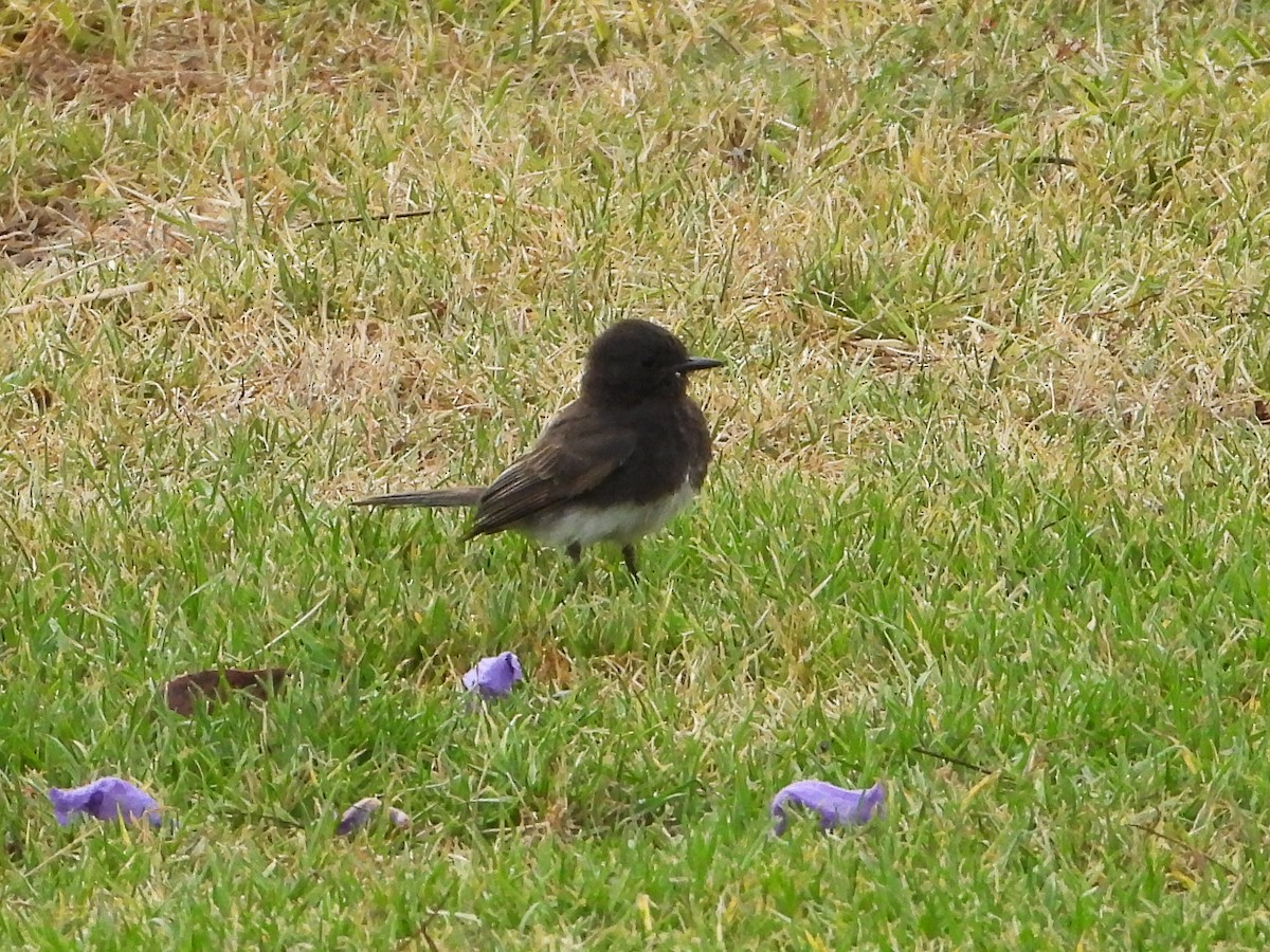 Black Phoebe - ML620544537