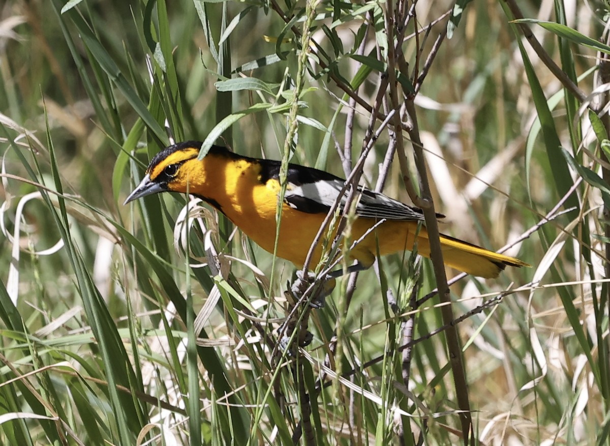 Oriole de Bullock - ML620544539