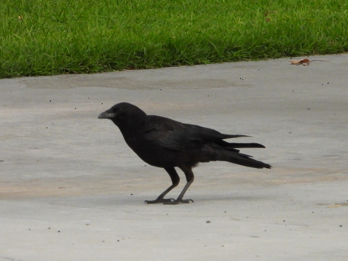 American Crow - ML620544541