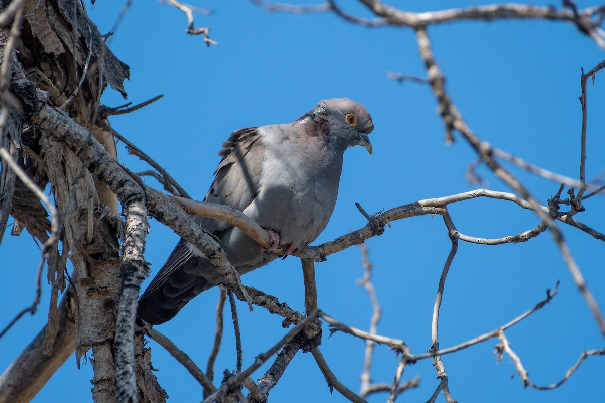 Yellow-eyed Pigeon - ML620544554