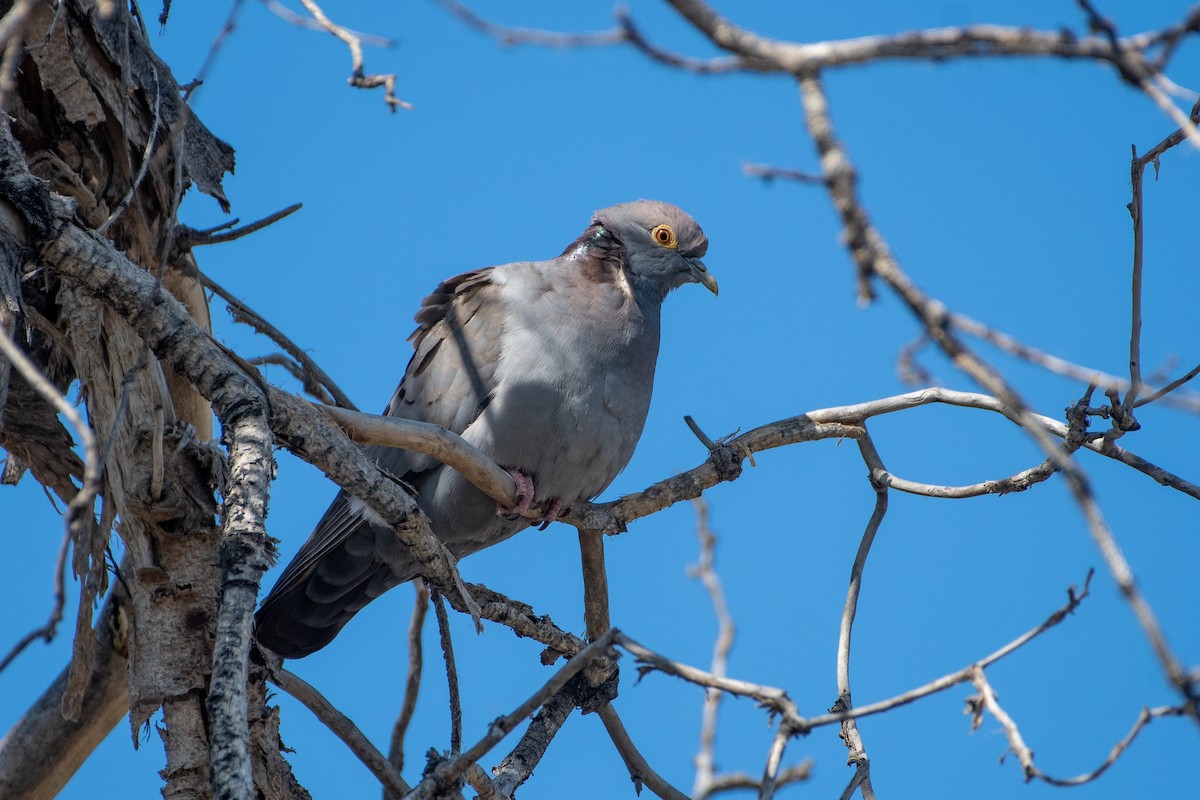 Yellow-eyed Pigeon - ML620544555