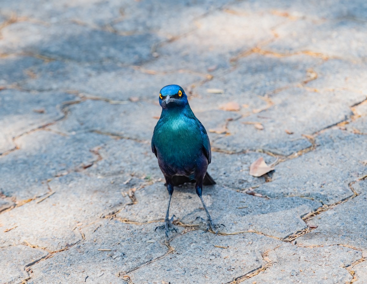 Greater Blue-eared Starling - ML620544561