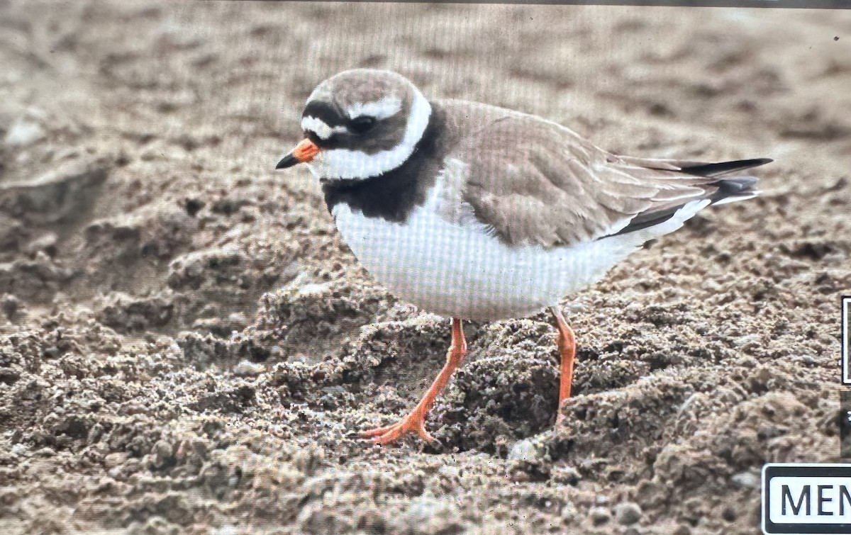 Common Ringed Plover - ML620544567