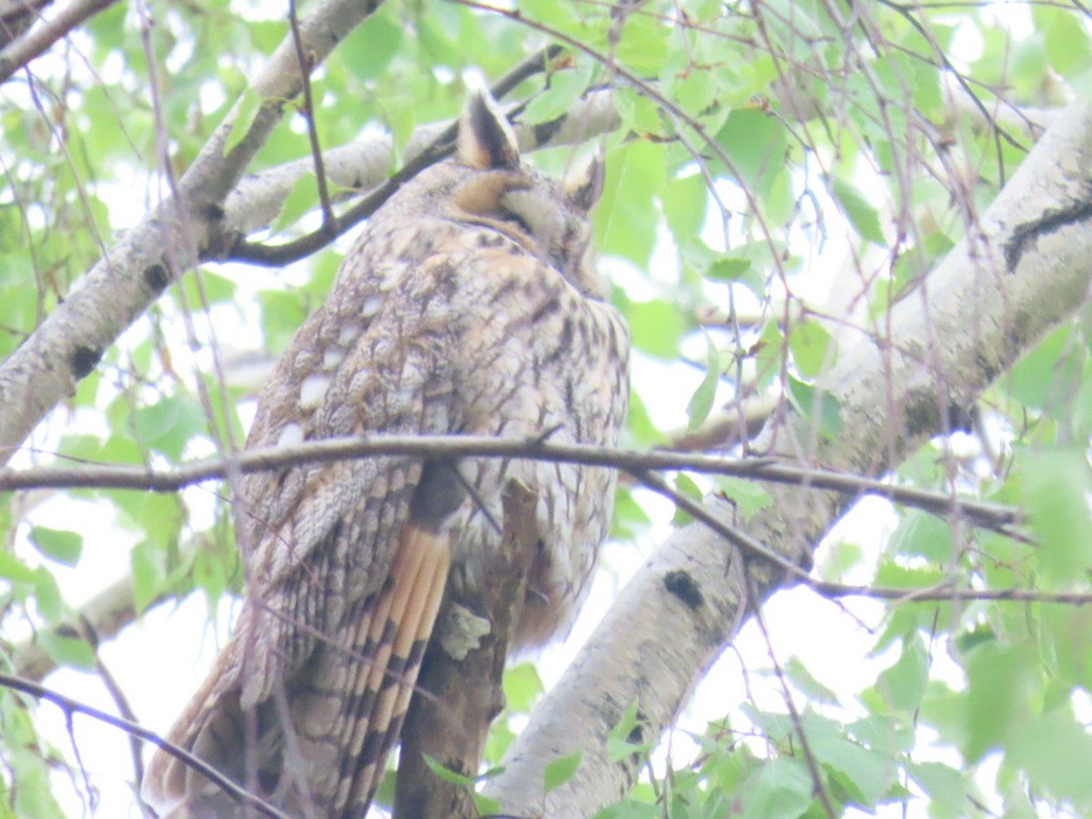 Long-eared Owl - ML620544575