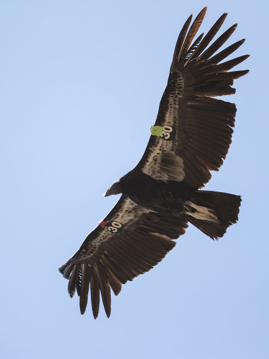 California Condor - ML620544576