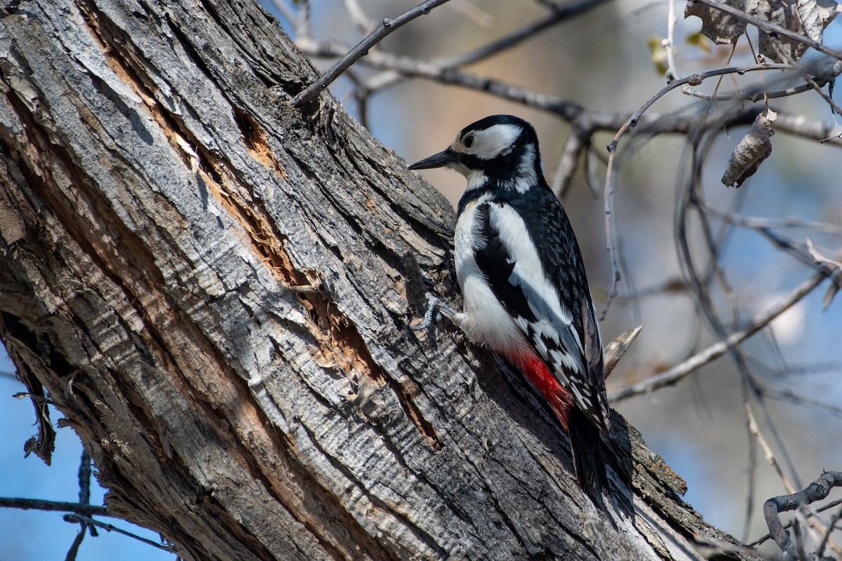 White-winged Woodpecker - ML620544583