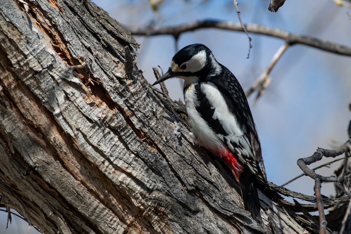 White-winged Woodpecker - ML620544585