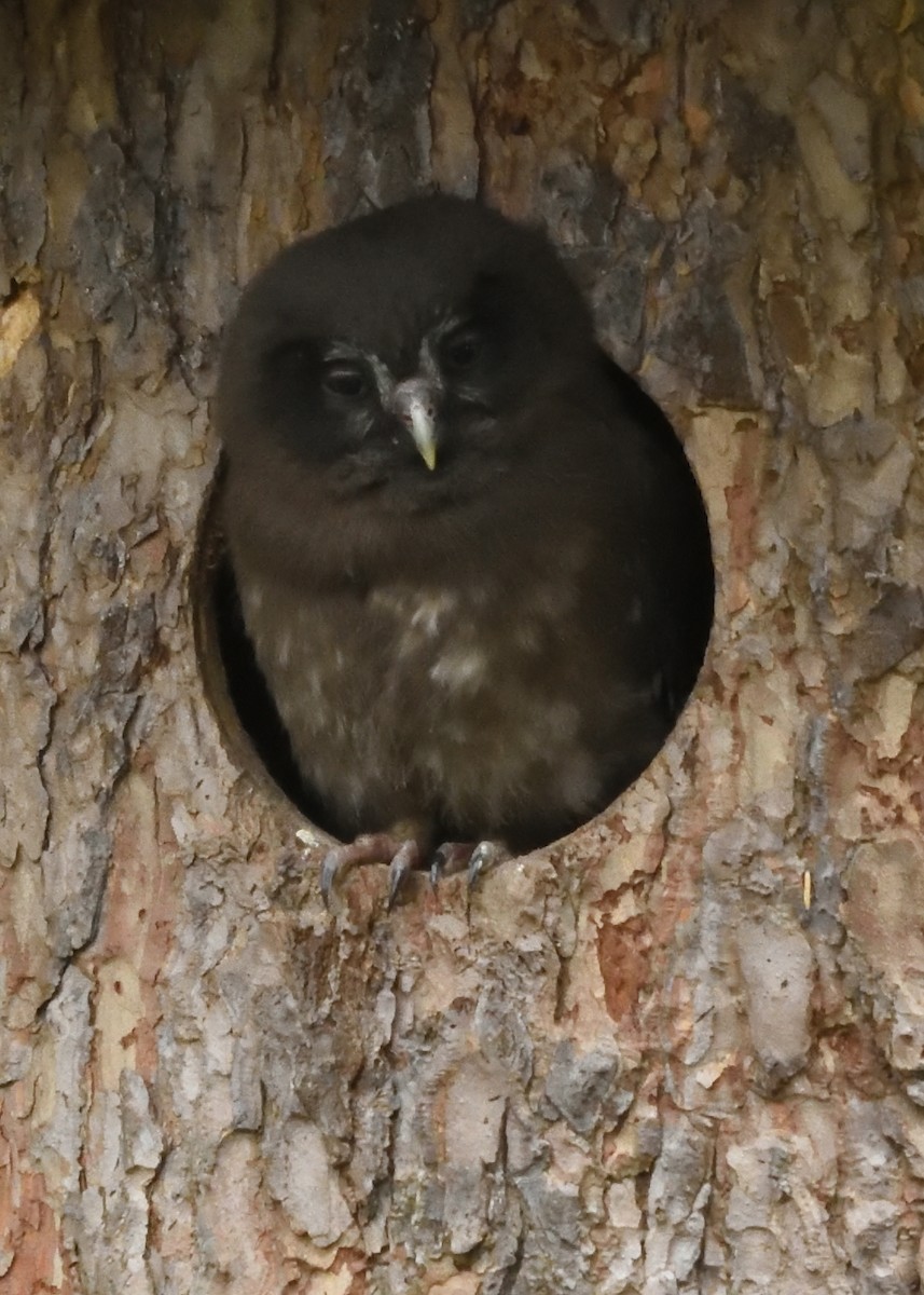 Boreal Owl (Tengmalm's) - ML620544588