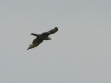 Broad-winged Hawk - Cliff Dekdebrun
