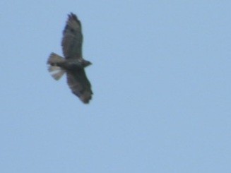 Broad-winged Hawk - ML620544590