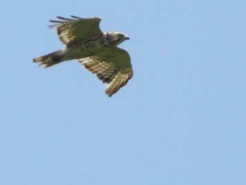 Broad-winged Hawk - ML620544594