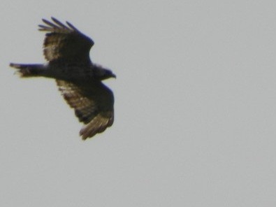 Broad-winged Hawk - ML620544595